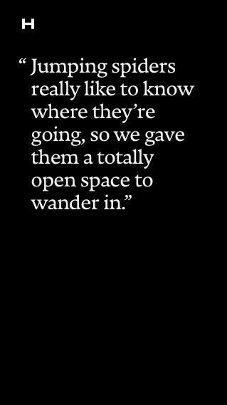 Section of a page on the Harvard Gazette website with text that reads: Jumping spiders really like to know where they're going, so we gave them a totally open space to wander in.