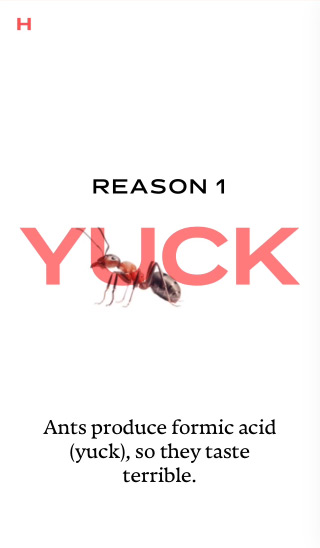 Section of a page on the Harvard Gazette website with text that reads: Ants produce formic acid (yuck), so they taste terrible.