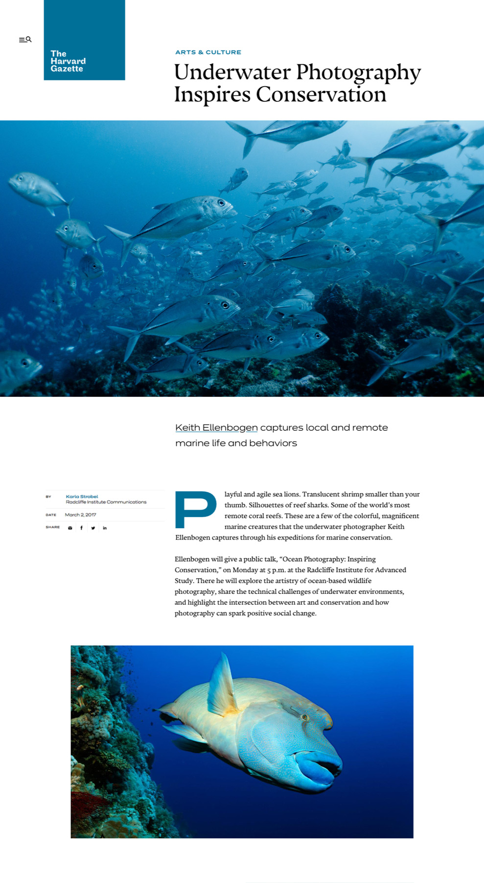 Harvard Gazette article titled Underwater Photography Inspires Conservation 